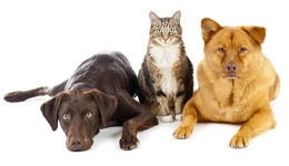 Lemmikien varusteisiin