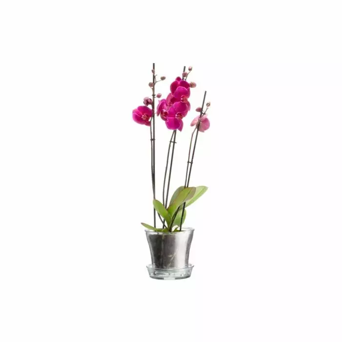 4LIVING ORKIDEARUUKKU KIRJKAS - Pyöräily - 6410411954320 - 1