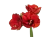 AMARYLLIS punainen - Kesäkukat - 6430076782762 - 2