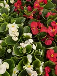 KESÄBEGONIA - Kesäkukat - 000752 - 1