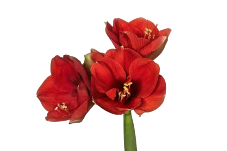 AMARYLLIS punainen - Kesäkukat - 6430076782762 - 1