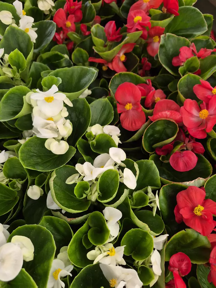 KESÄBEGONIA - Kesäkukat - 000752 - 1
