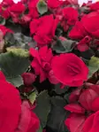 RUUSUBEGONIA - Kesäkukat - 000759 - 1