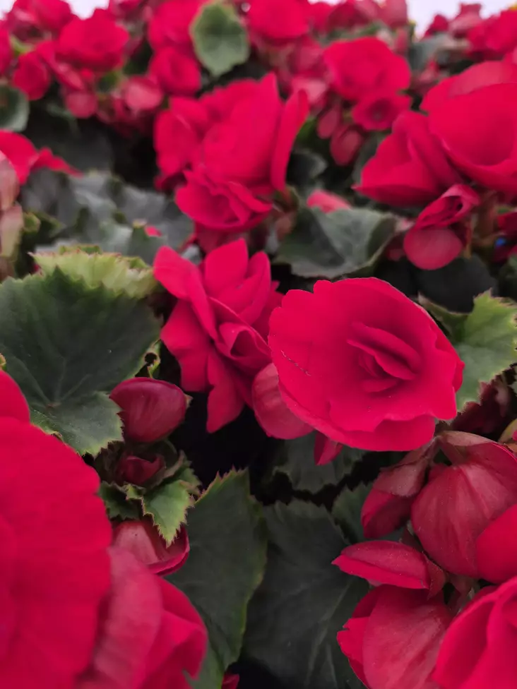RUUSUBEGONIA - Kesäkukat - 000759 - 1